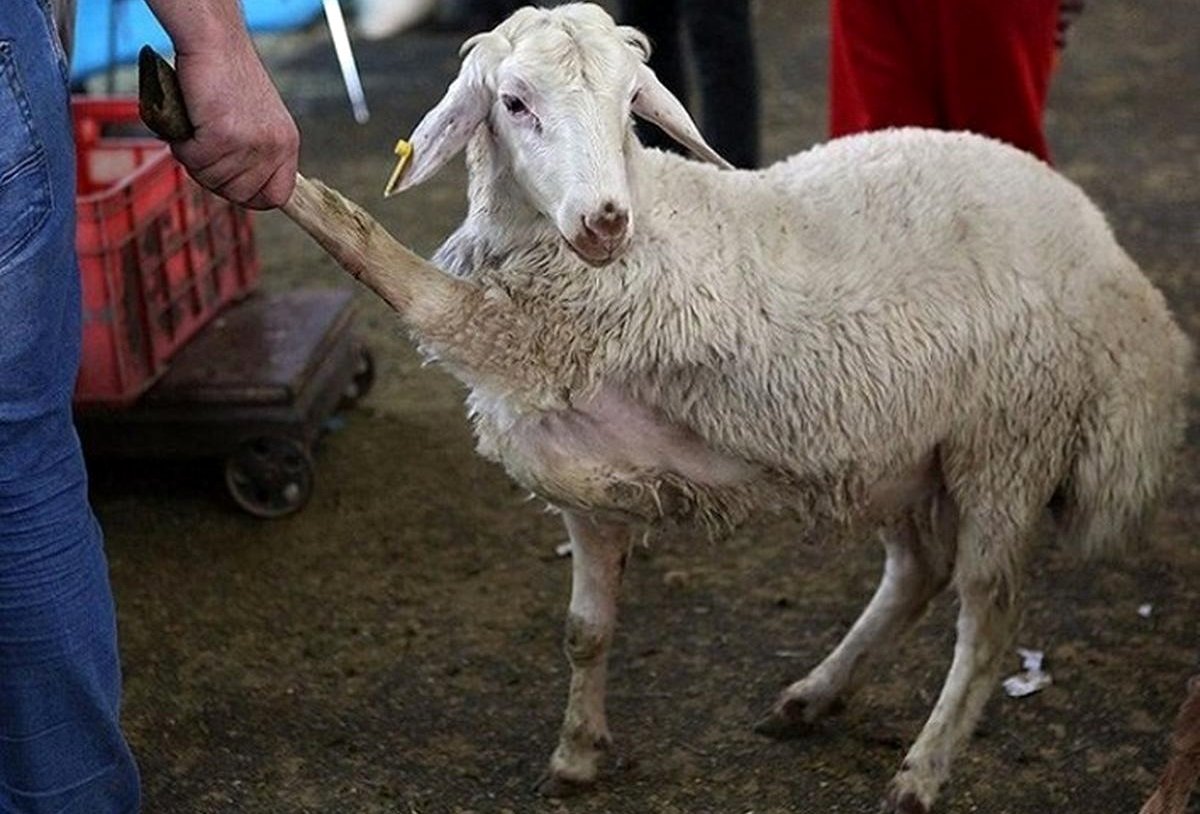 قیمت دام زنده امروز چهارشنبه ۷ خرداد/ گوسفند زنده در تهران و قم چند؟