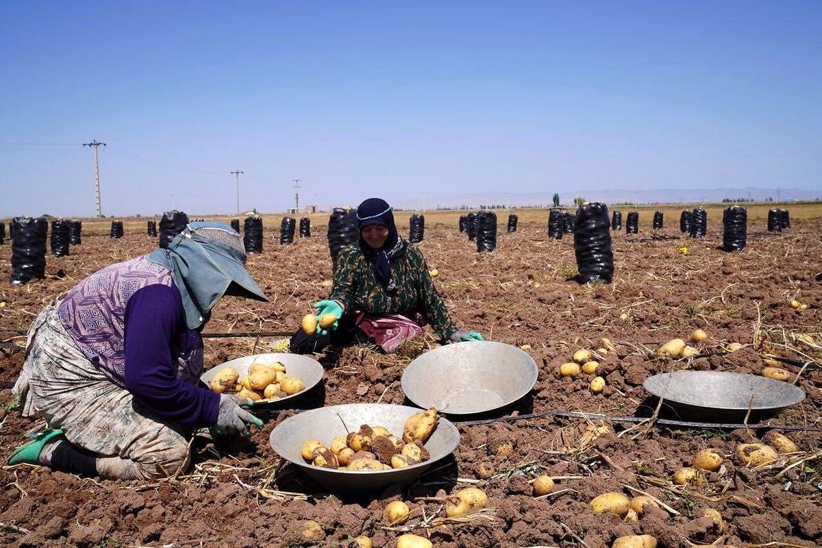 گرانی سیبزمینی گردن تعطیلات نوروز افتاد!