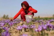 قیمت جدید زعفران در بازار