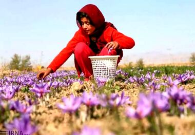 سالانه ۱۲۰ تن زعفران از کشور قاچاق می‌شود
