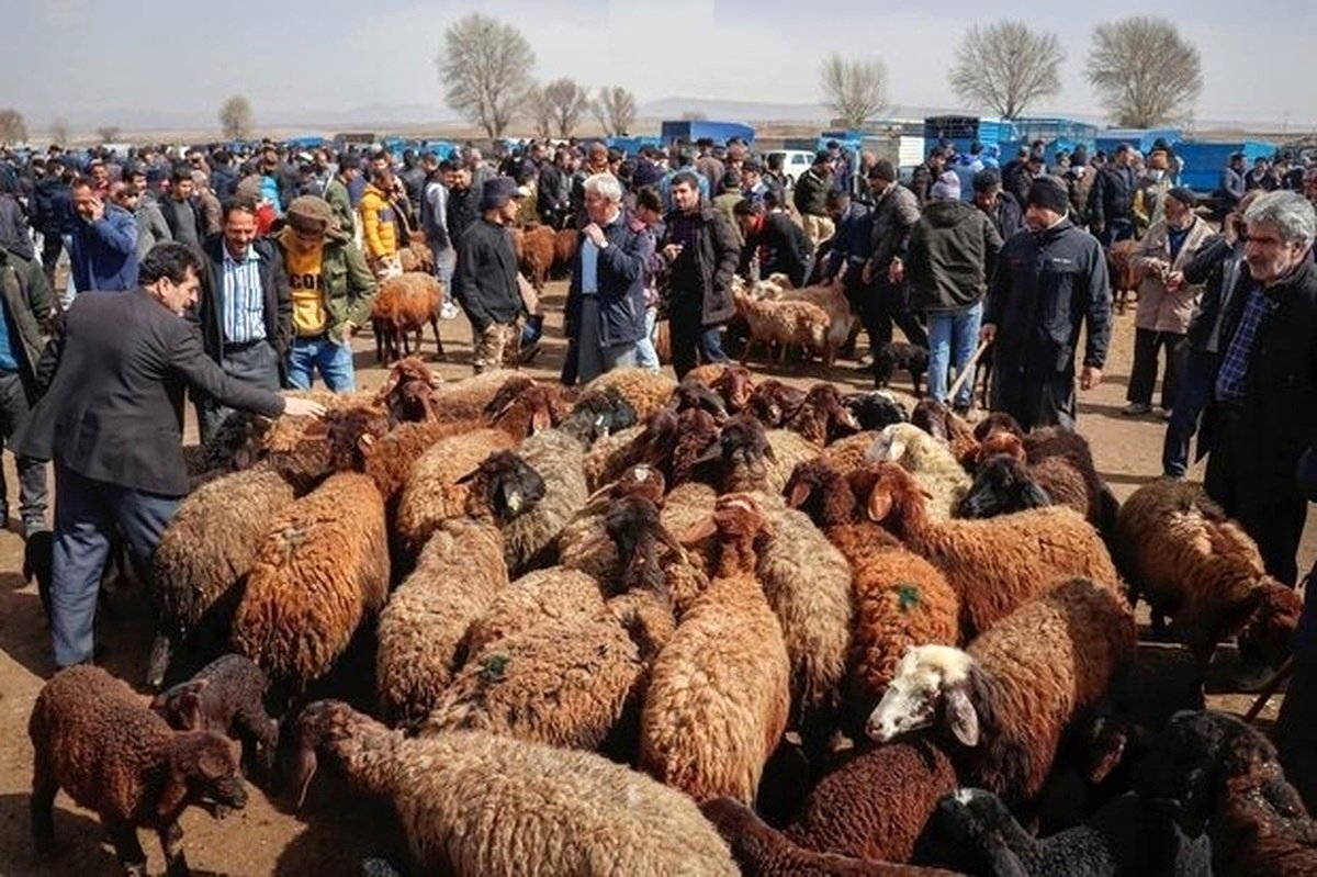 قیمت دام زنده امروز 22 خرداد؛ گوسفند کیلویی چند؟
