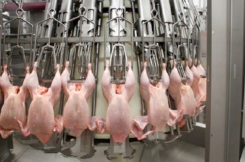 قیمت مرغ امروز 5 مهر/ مرغ کشتار روز 103 هزار