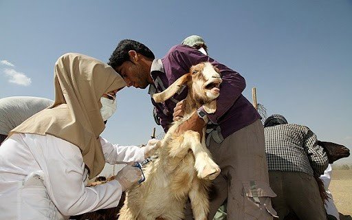 آغاز طرح تشدید نظارت‌های بهداشتی از ۲۰ اسفند