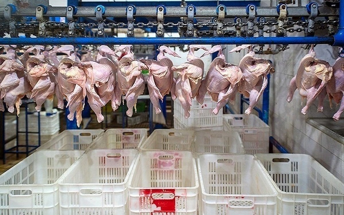 قیمت مرغ امروز ۲۰ اردیبهشت ۱۴۰۳