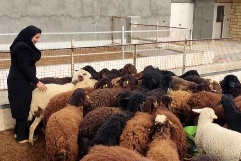 قیمت دام زنده در اولین روزهای محرم اعلام شد