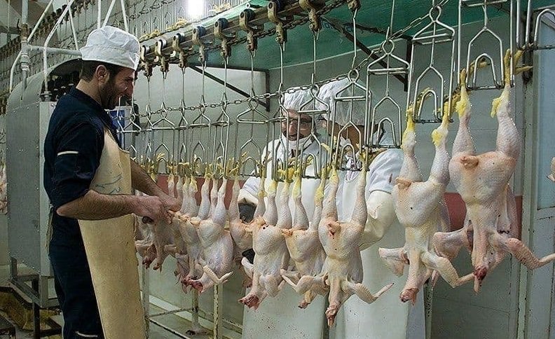 قیمت جوجه یکروزه ۳۲تا ۳۹ هزار تومان