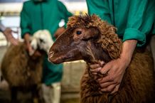 قیمت دام زنده امروز چهارشنبه 19 آذر/گوساله به کیلویی 370 هزار تومان رسید