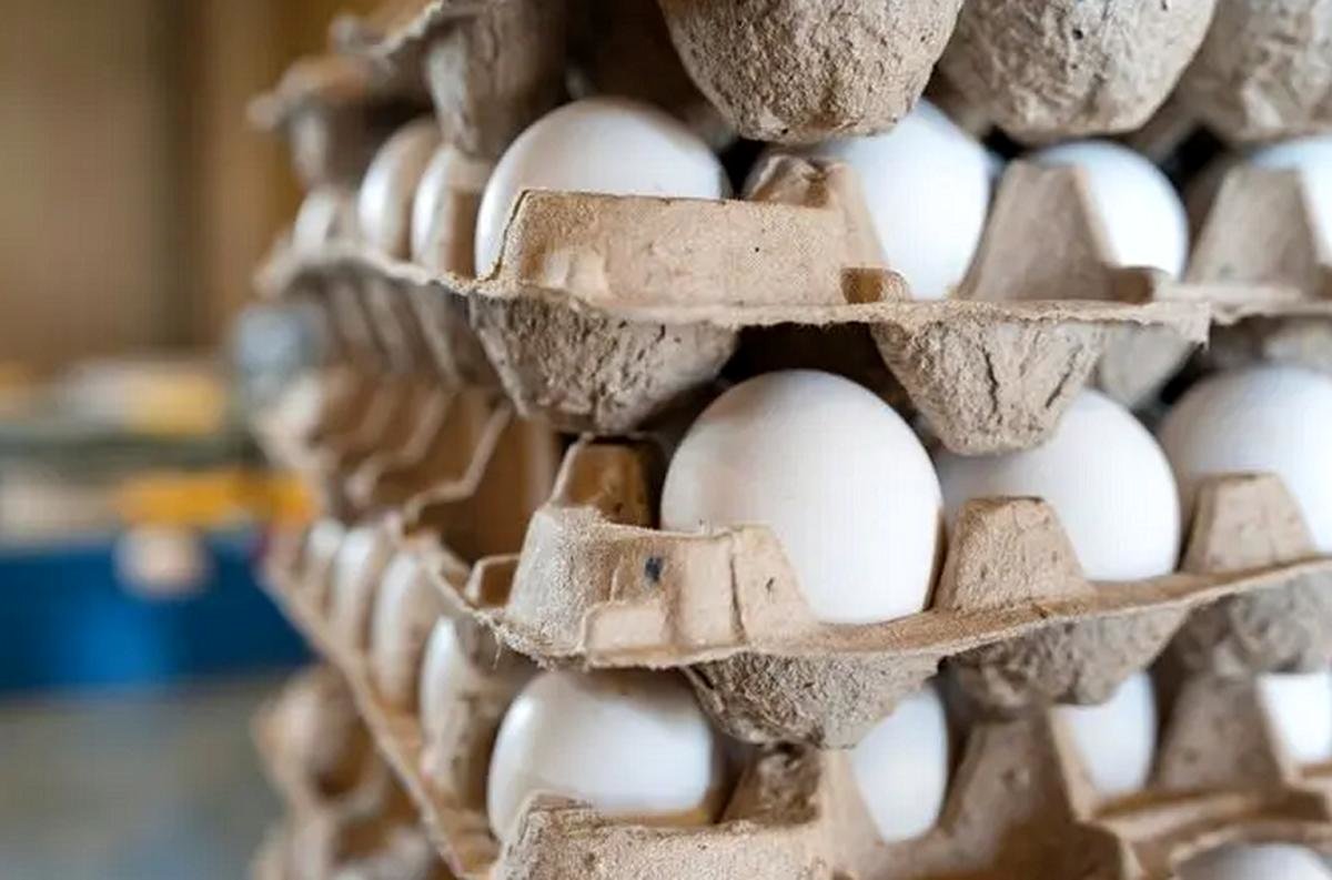 قیمت تخم‌مرغ به این دلیل عجیب سقوط کرد