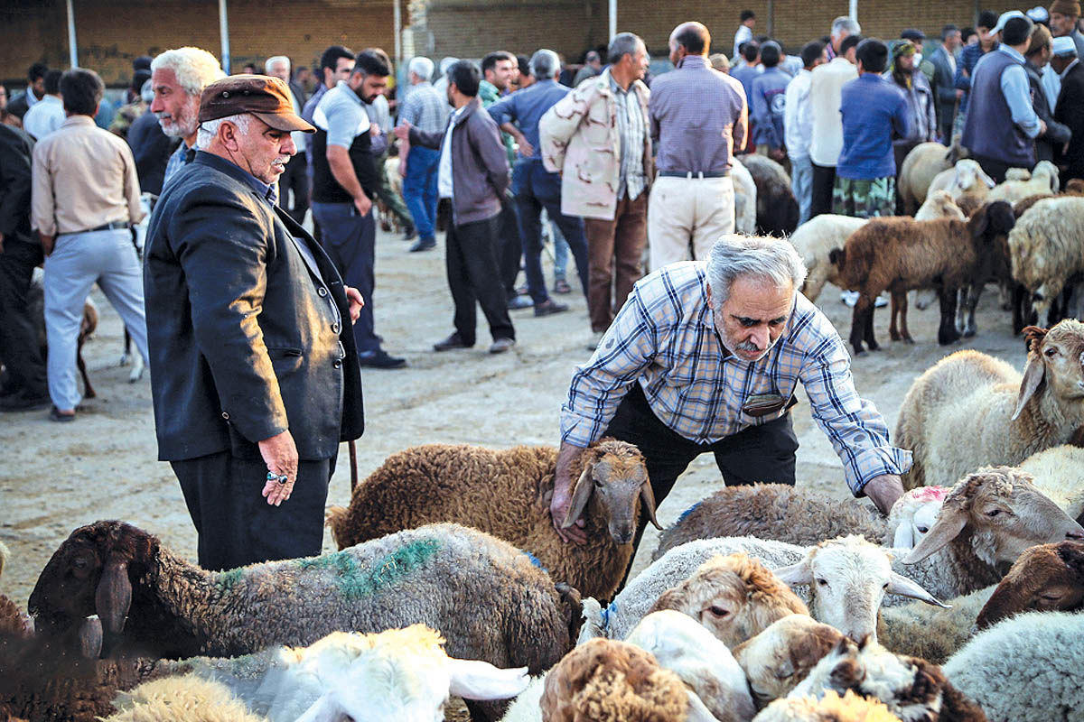 قیمت دام زنده امروز سهشنبه 12 خرداد/گوساله زنده در تهران و فارس چند؟