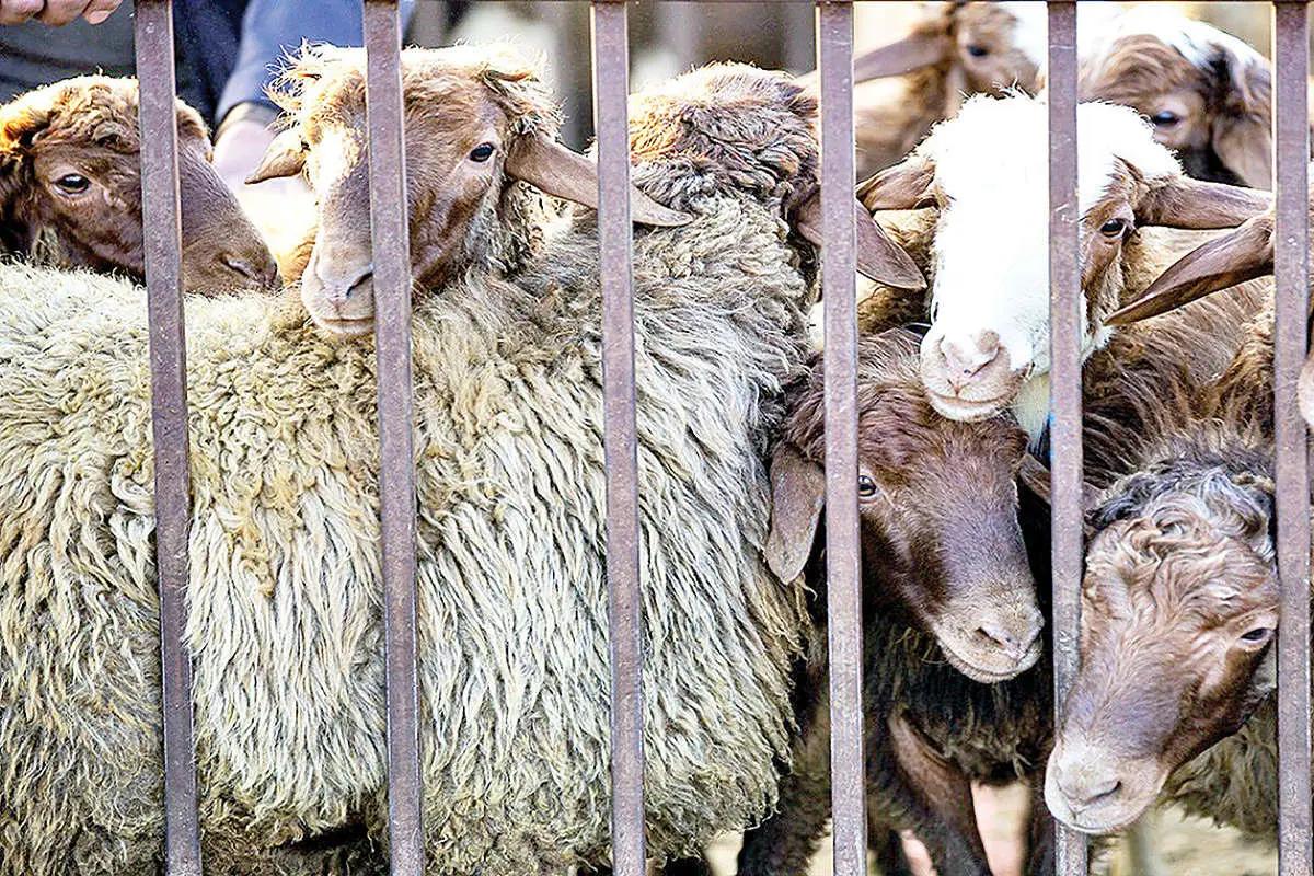قیمت دام زنده امروز سهشنبه 30 اردیبهشت/ گوساله زنده در تهران و فارس چند؟