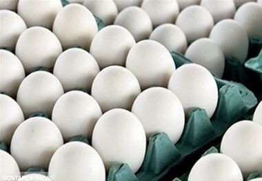 قیمت تخم‌مرغ امروز ۲۳ تیر/ تخم‌مرغ چند؟