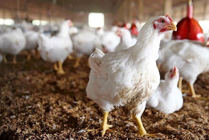 قیمت مرغ زنده امروز چقدر است؟