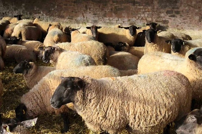 قیمت دام زنده امروز 21 مهر / گوسفند زنده در شهرهای مختلف چند؟