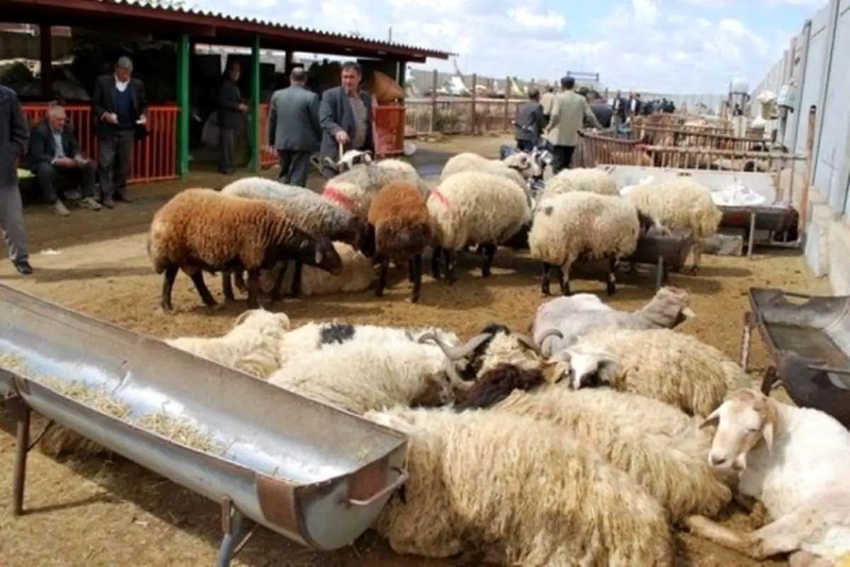 قیمت دام زنده امروز پنجشنبه 9 مرداد/ گوسفند و گوساله زنده در تهران چند؟