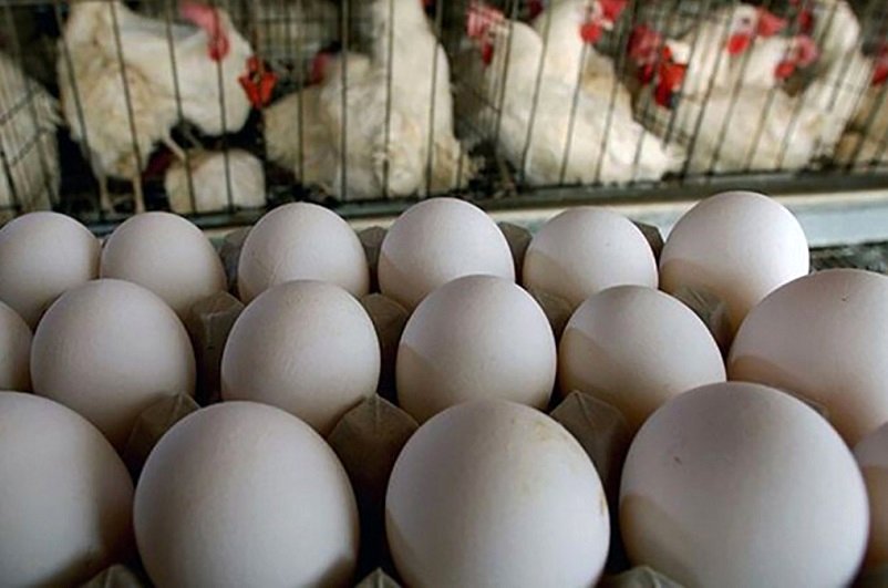 قیمت تخم مرغ امروز 15 تیر/ بسته 20تایی چند؟