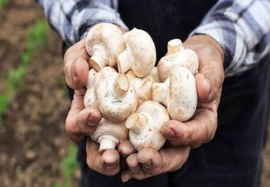 قیمت قارچ امروز 6 خرداد 1403