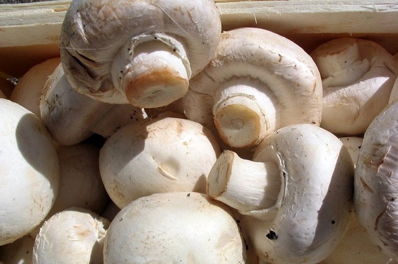 قیمت قارچ در بازار امروز/ قارچ اسلایس شده 61 هزار