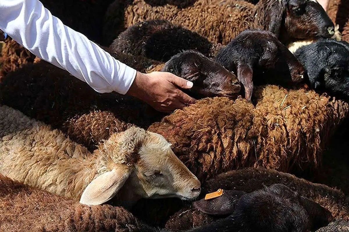 قیمت دام‌ زنده امروز جمعه ۱۶ آبان‌ماه ۱۴۰۴