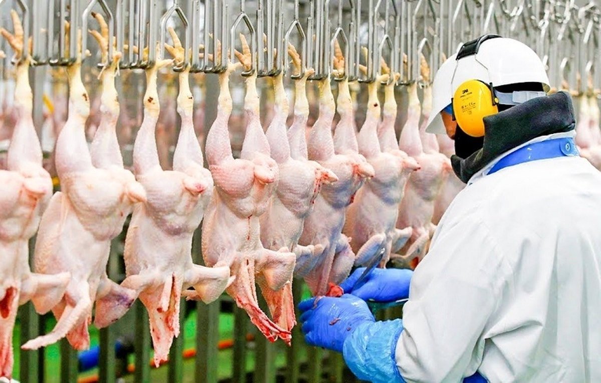 مرغ از ماه آینده گران میشود