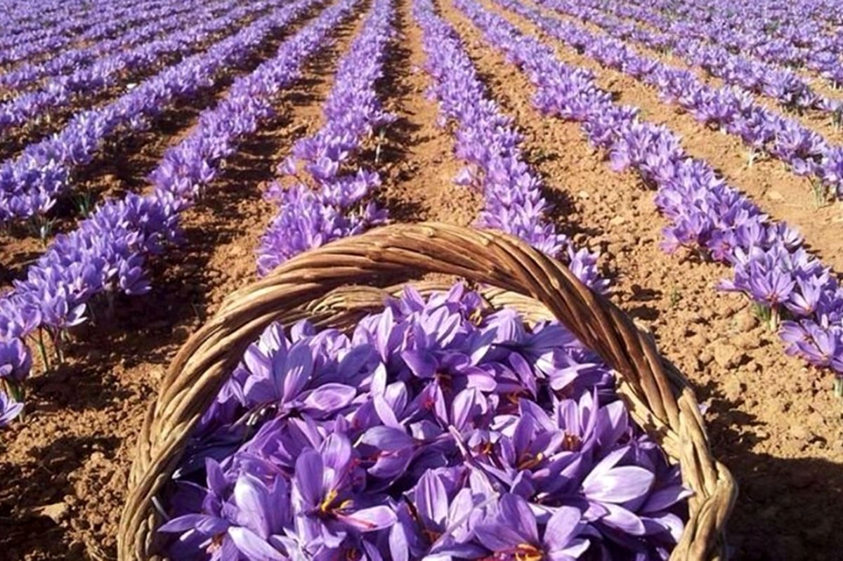 قیمت زعفران در ایام محرم اعلام شد