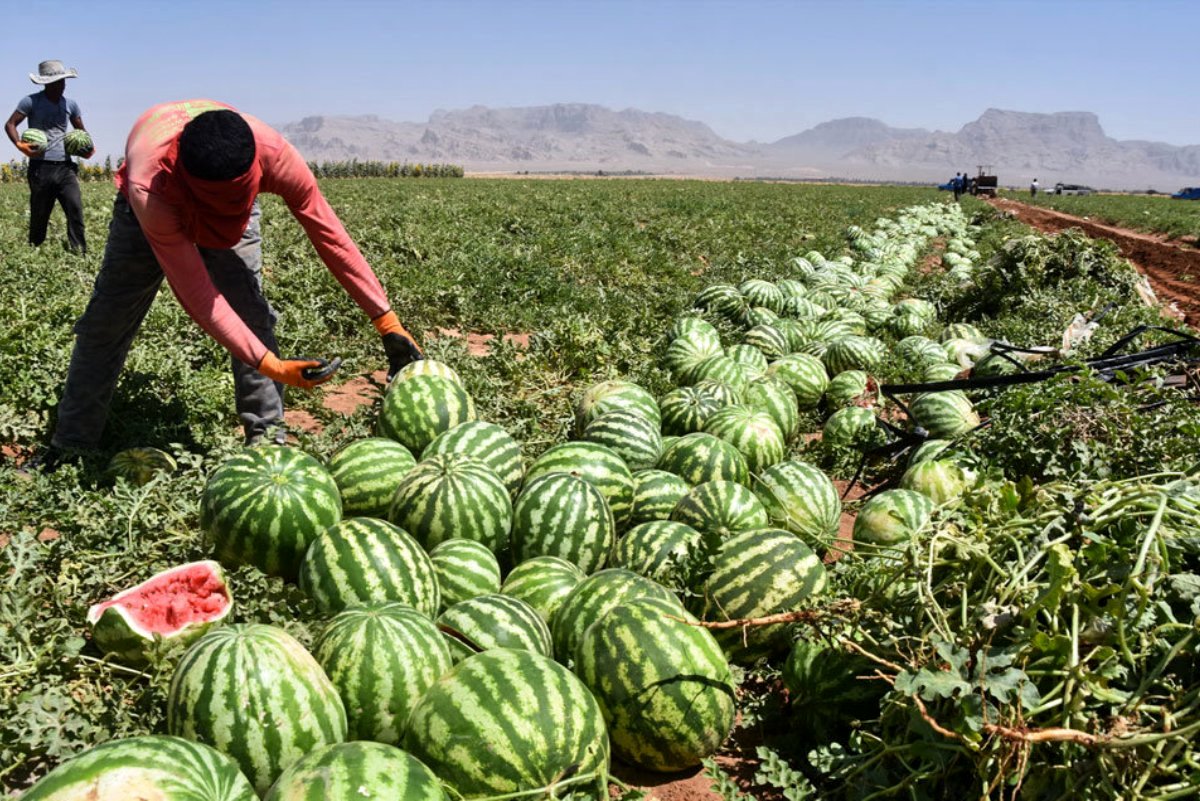 بلایی که «هندوانه» بر سر اقتصاد ایران آورد