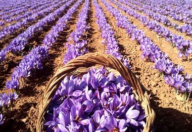جزییات عرضه زعفران در بورس سال جدید
