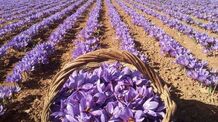 جزییات عرضه زعفران در بورس سال جدید