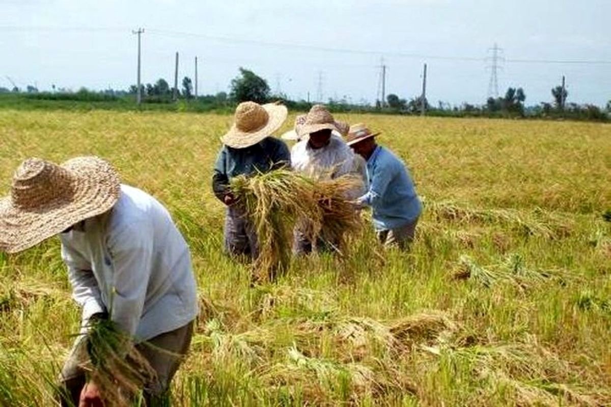 تصویب وام جدید مخصوص کشارزان و دامداران