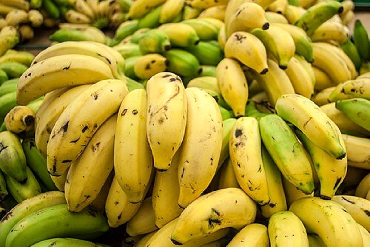 قیمت موز ترمز برید