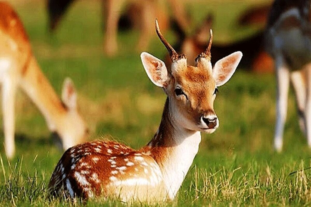 جریمه شکار آهو چقدر است؟