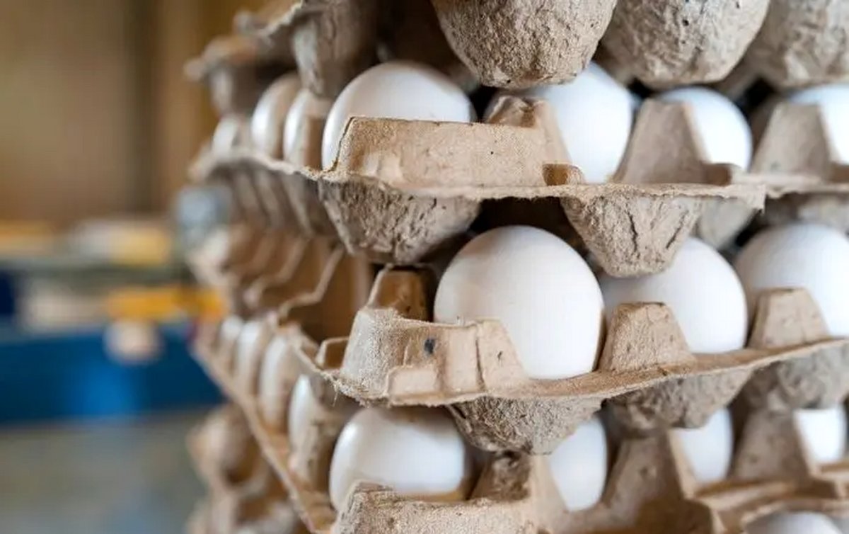 قیمت تخممرغ امروز 2 تیر/ بسته بندی 30 تایی چند؟