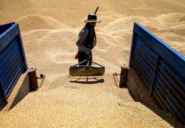 پرداخت مطالبات گندمکاران کلید خورد