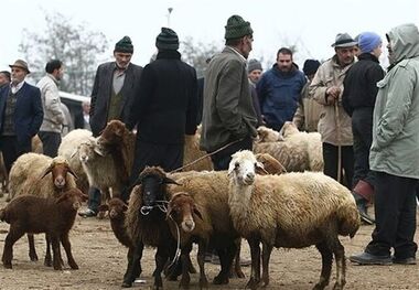 قیمت دام زنده امروز 13 اردیبهشت 1403