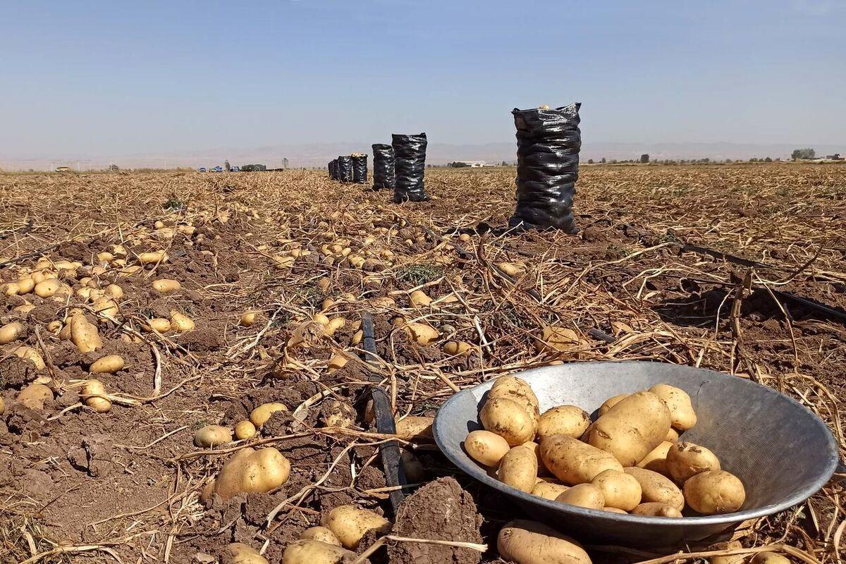 سیب‌زمینی ارزان می‌شود