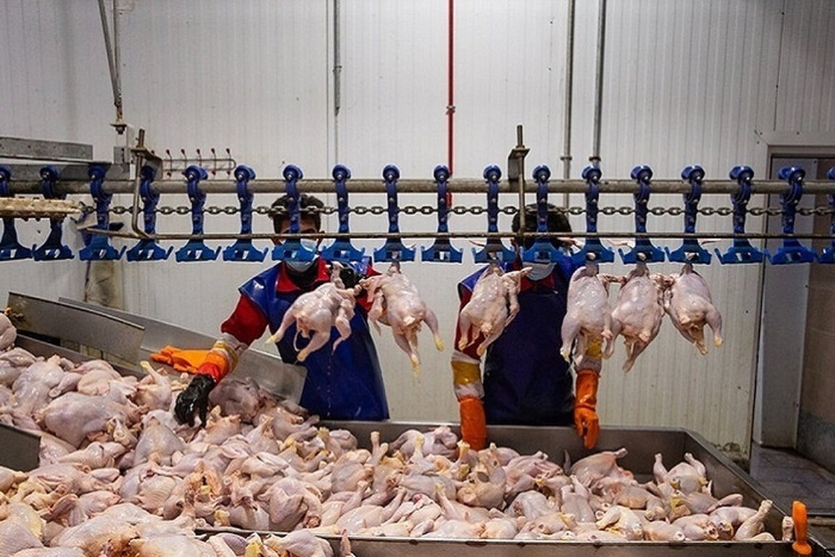 قیمت مرغ امروز یکشنبه 21 مرداد 1403؛ اختلاف 10 درصدی از کشتارگاه تا بازار 