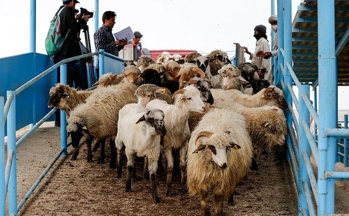 قیمت دام زنده امروز ۱۳ مهر ۱۴۰۳/ گوساله کیلویی ۱۹۰ هزار