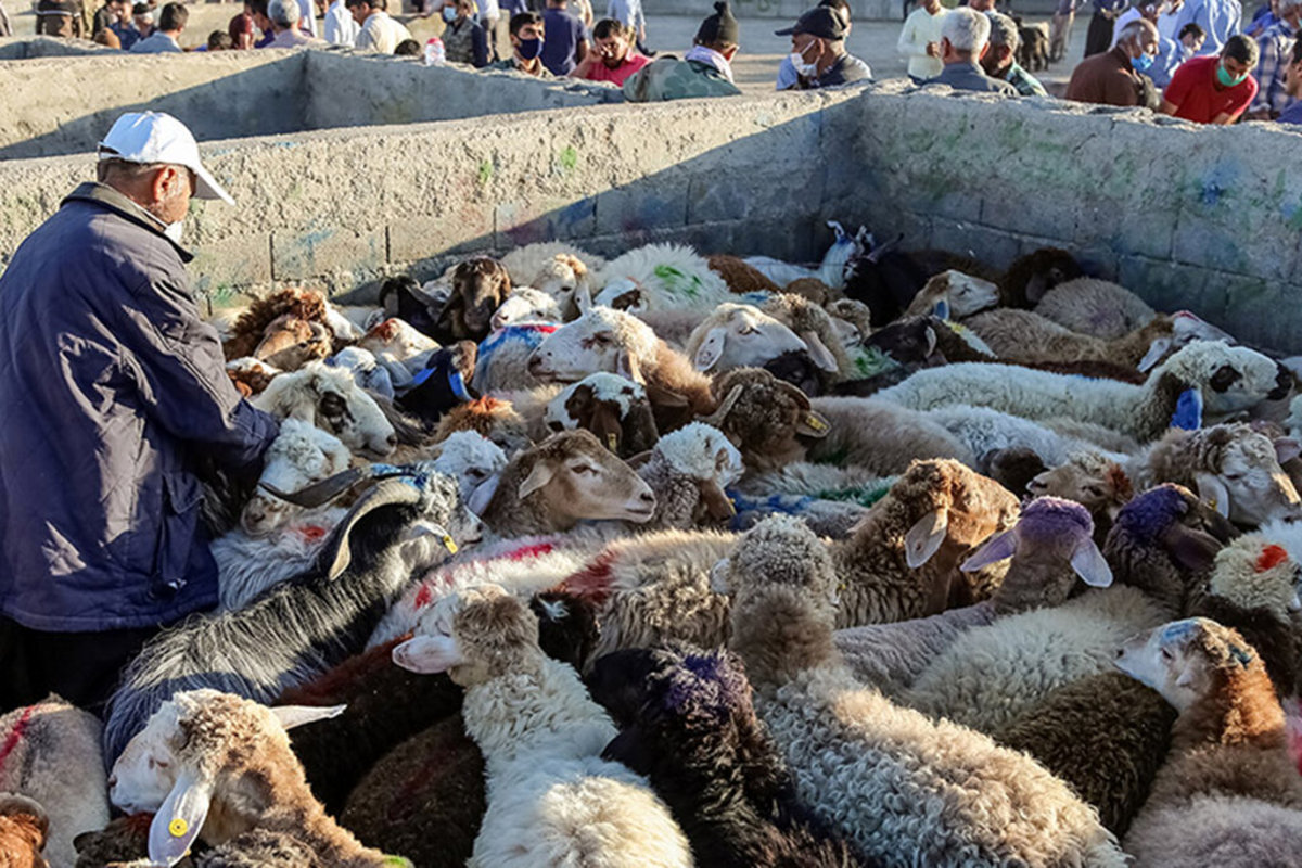 قیمت دام زنده امروز 2 آبان/ ارزان‌ترین گوسفند زنده کجا فروخته می‌شود؟