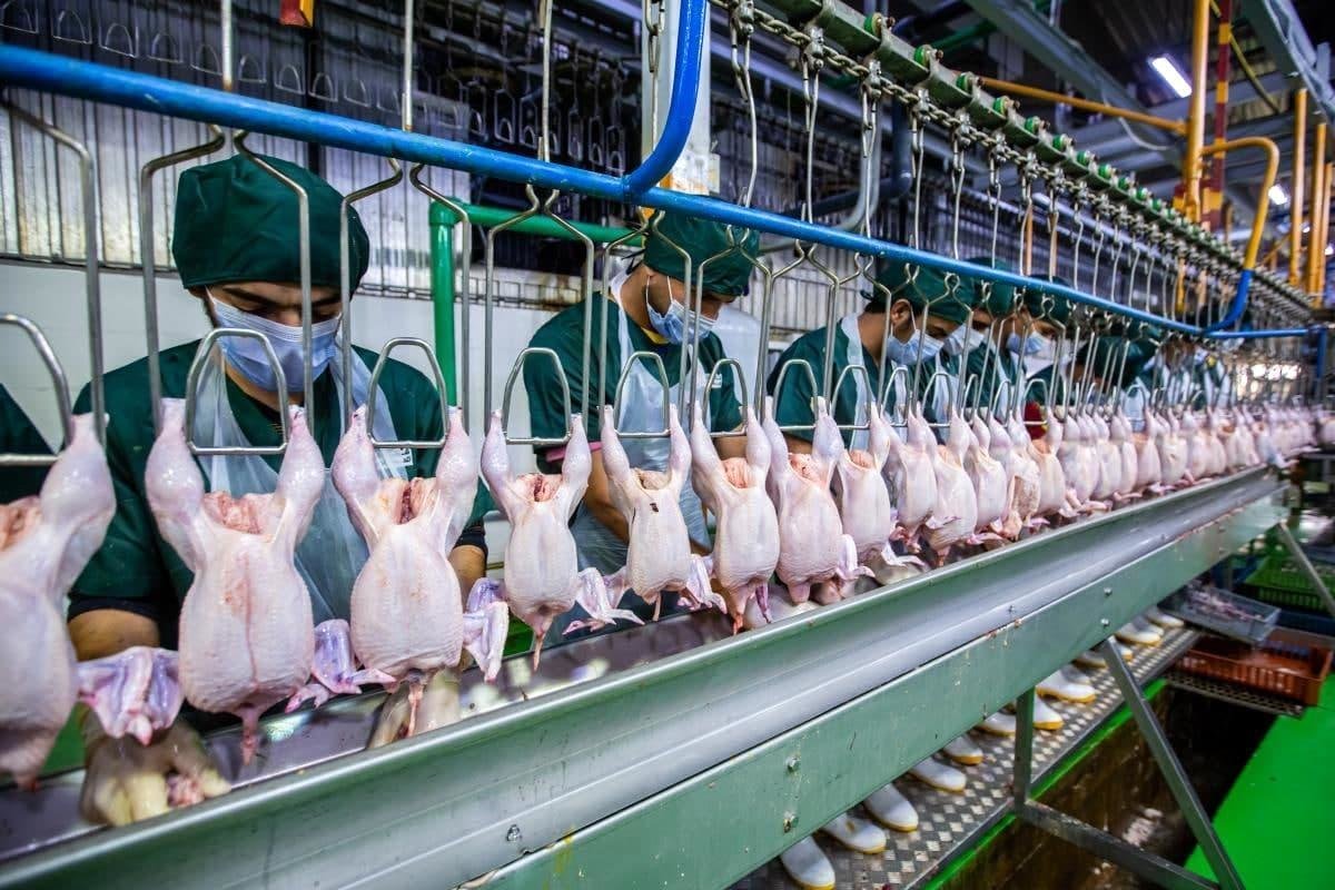 قیمت مرغ امروز 8 مهر/ فیله مرغ کیلویی 235 هزار