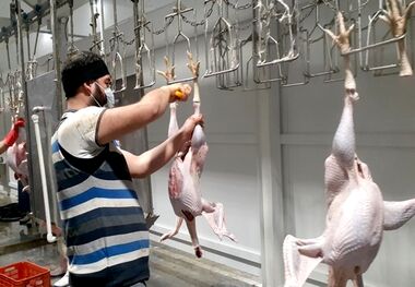 قیمت بوقلمون، ‌تخم بلدرچین، تخم کبک، دل مرغ و...