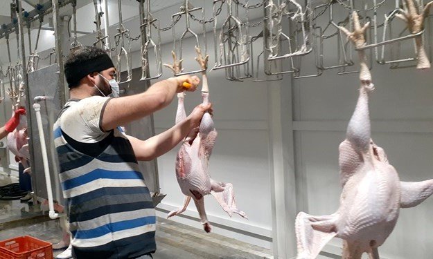 قیمت بوقلمون، ‌تخم بلدرچین، تخم کبک، دل مرغ و...