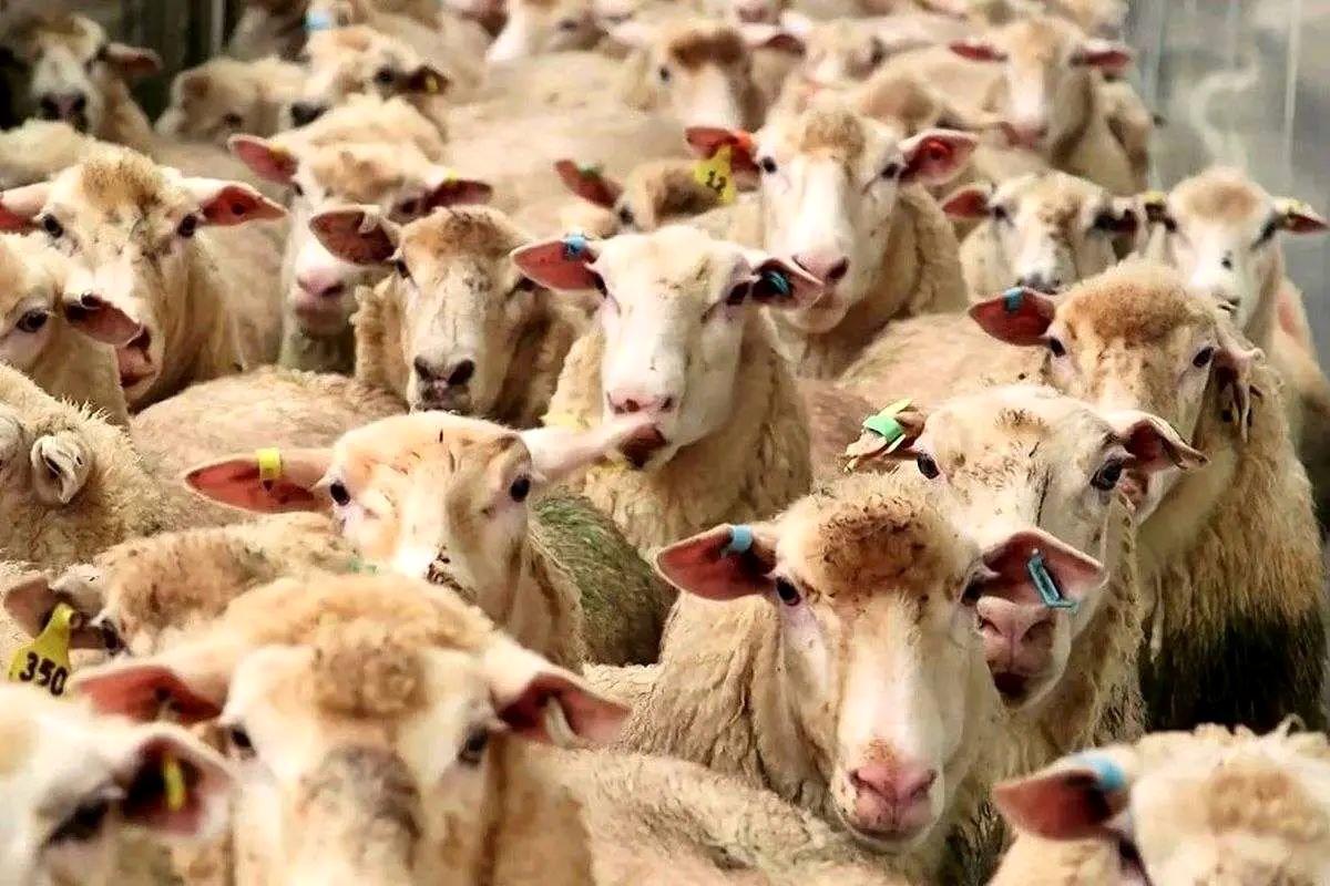 قیمت دام زنده امروز جمعه 13 تیر ۱۴۰۴ مشخص شد