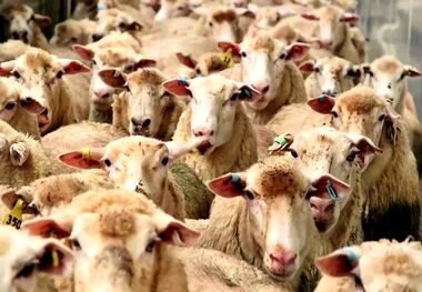 قیمت دام زنده امروز دوشنبه 9 تیر/ گوسفند زنده در تهران و یزد چند؟