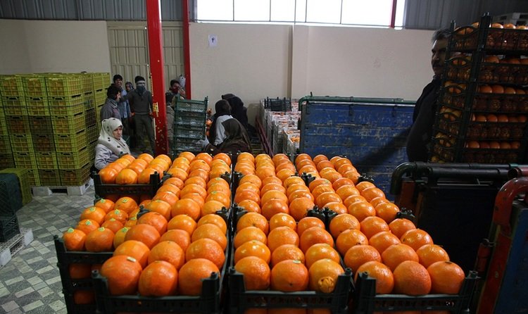 قیمت پرتقال رسما پنج برابر شد!