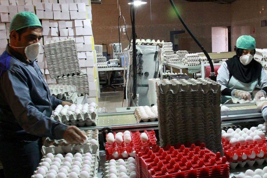 قیمت تخم‌مرغ ۴۰ هزار تومان شد
