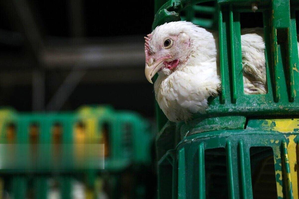 قیمت جدید مرغ اعلام شد؛ مرغ منجمد کیلویی 98 هزار تومان