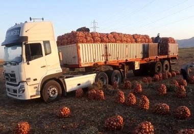 مازاد پیاز صادر می‌شود