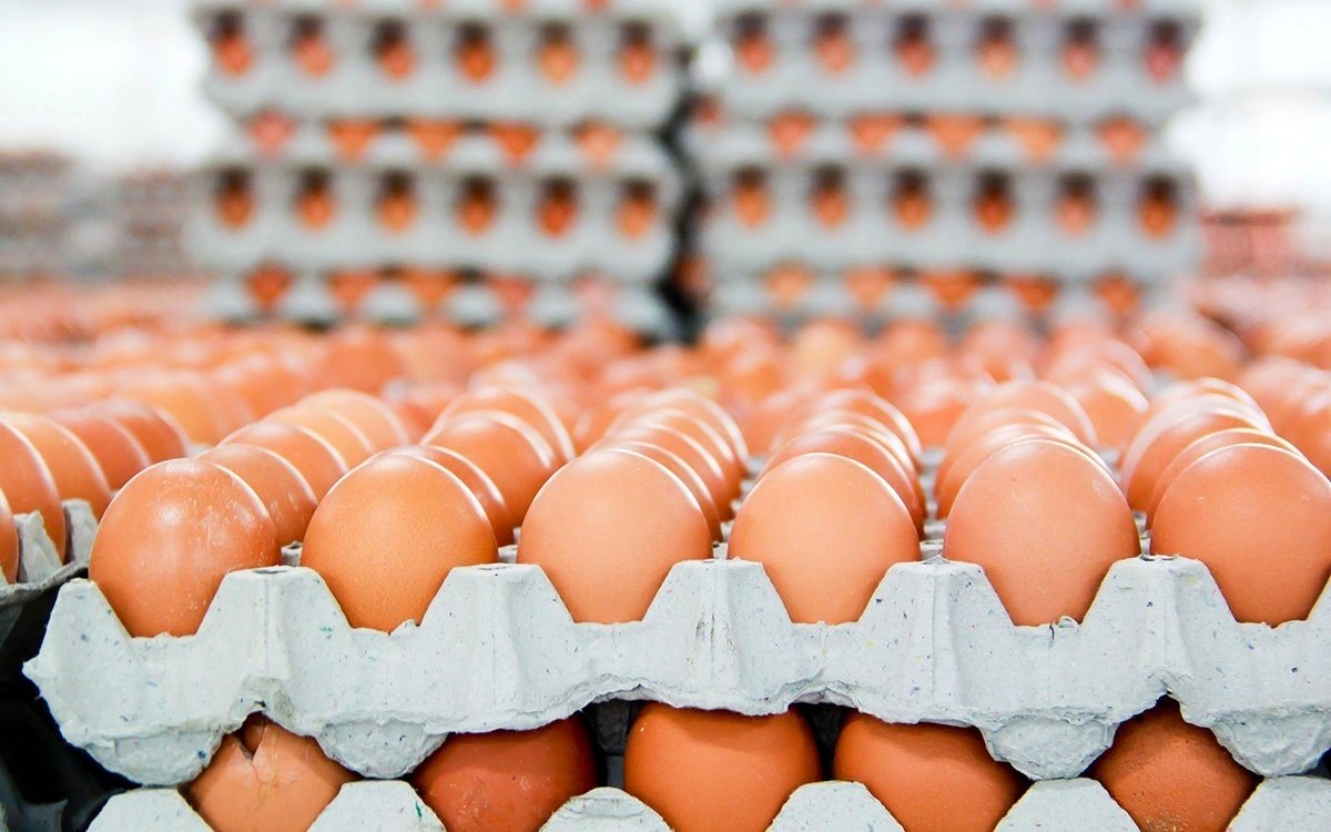 قیمت تخممرغ امروز 6 تیر/ یک شانه تخممرغ 114 هزار تومان