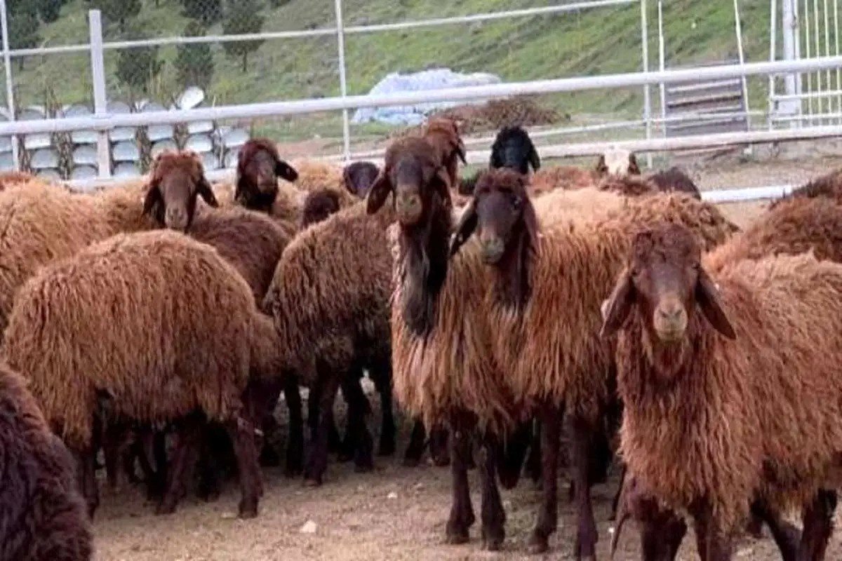 قیمت دام زنده امروز ۲۳ تیر ۱۴۰۳ اعلام شد + جدول