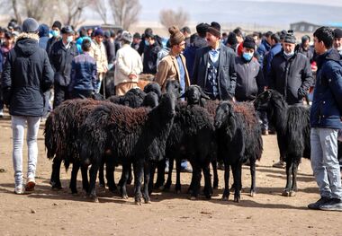 تکذیب نرخ نجومی دام زنده؛ گران‌تر از این قیمت نخرید!