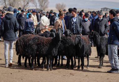 تکذیب نرخ نجومی دام زنده؛ گران‌تر از این قیمت نخرید!